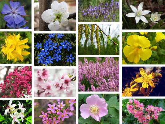 FIORI DI BACH - Centro Benessere Semplici Desideri - Bergamo